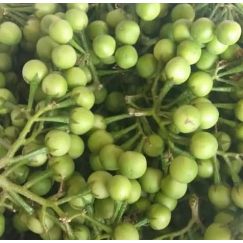 

Rimbang Tekokak Segar 200gr