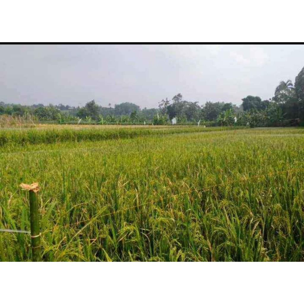 Jaring burung  PANJANG 93METER LEBAR2.5METER  Lubang 2 jari longgar cocok 015-100X100YOKO untuk kuti