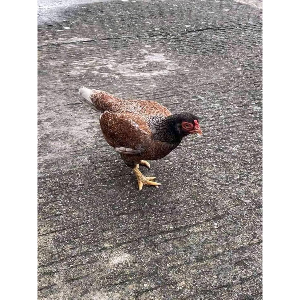 TELUR AYAM HIAS KATE CEPER SIAP DI TETASKAN