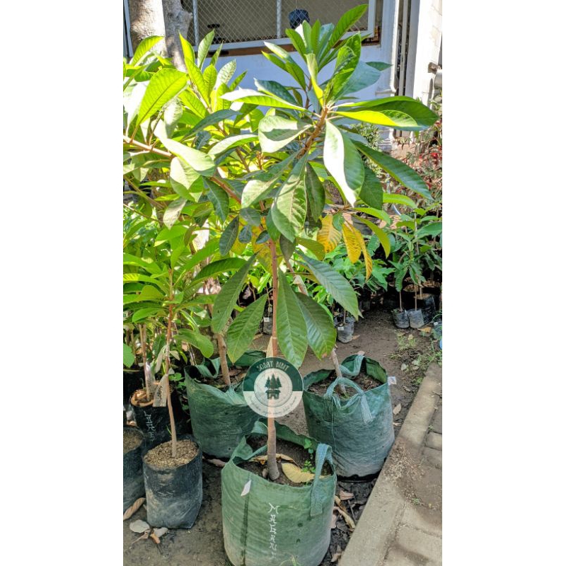 Bibit Mamey Sapote Cangkok