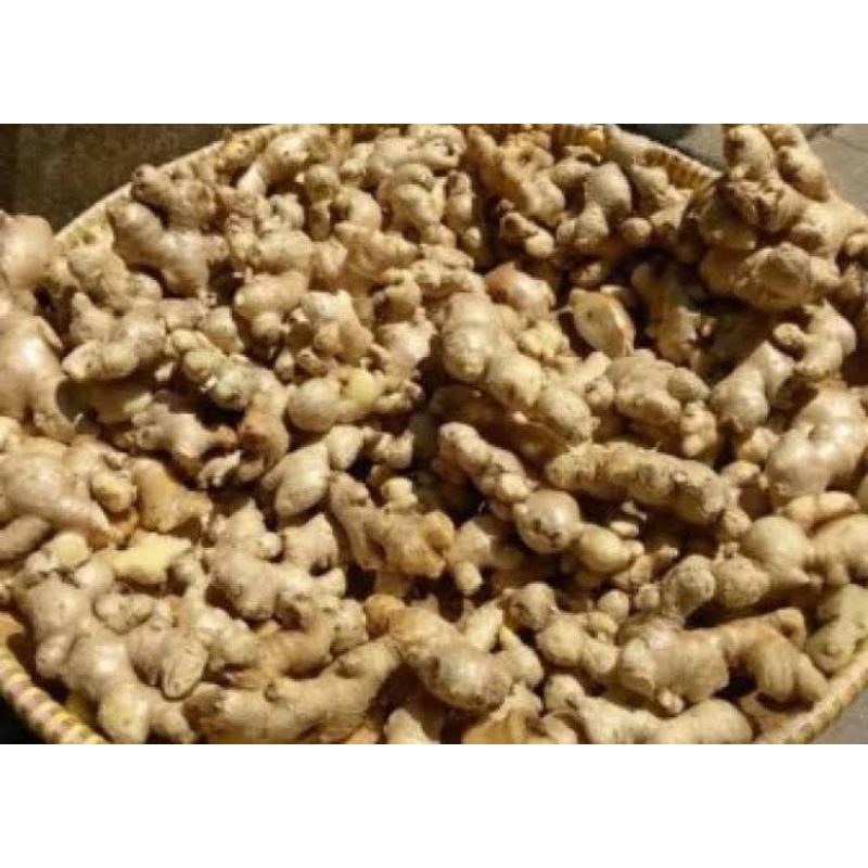 

Jahe putih rimpang besar 1 kg