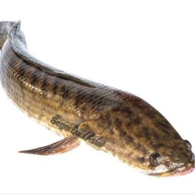 

ikan gabus sudah dibersihkan 1 kg