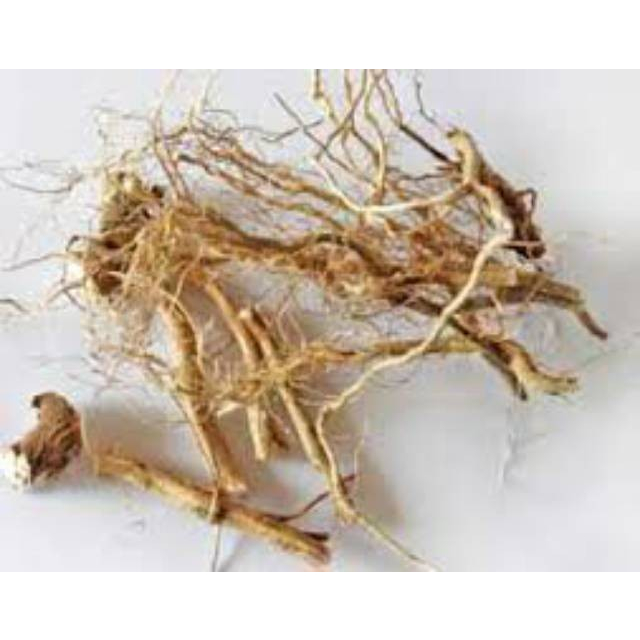 

Akar Sidaguri Segar 500gr - Akar Tanaman Sadagori - Sidagori Fresh Bersih