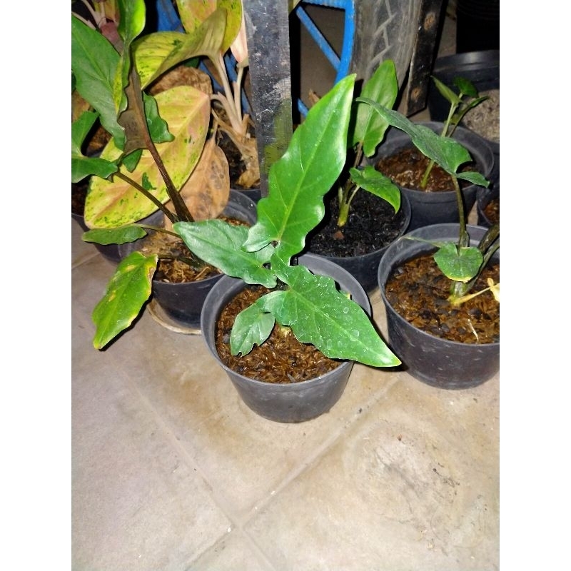 KERIS PAPUA / Alocasia Lauterbachiana