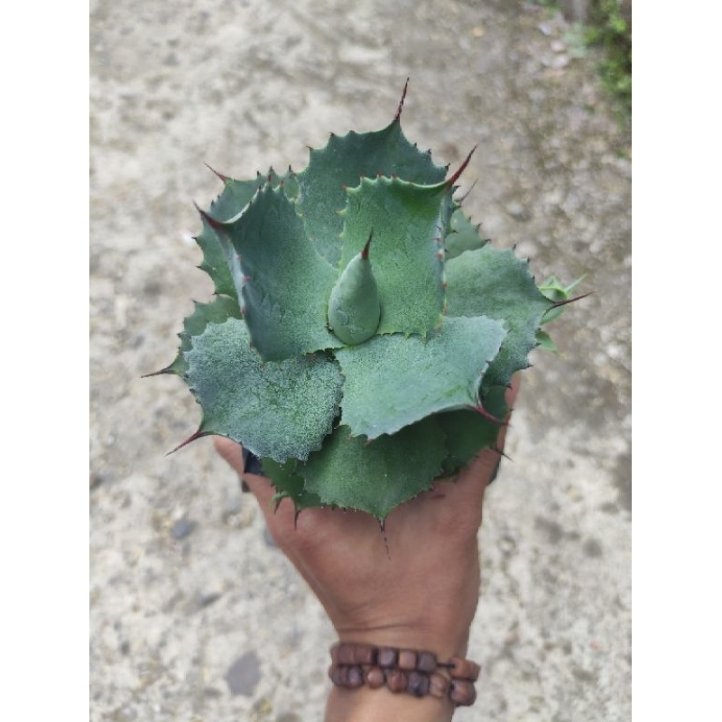 Tanaman Agave potatorum