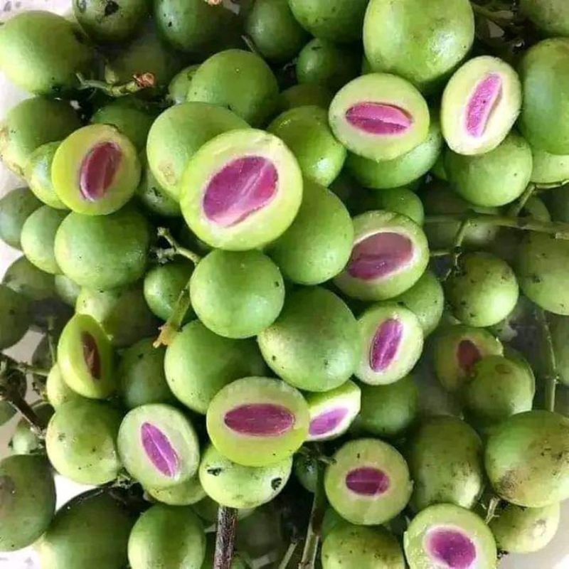 

Buah Gandaria atau jatake (promo lebih hemat)