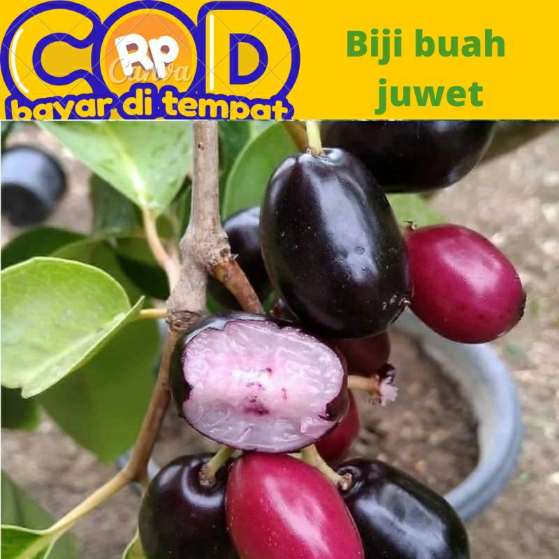 

biji jamblang/juwet harga persatu biji