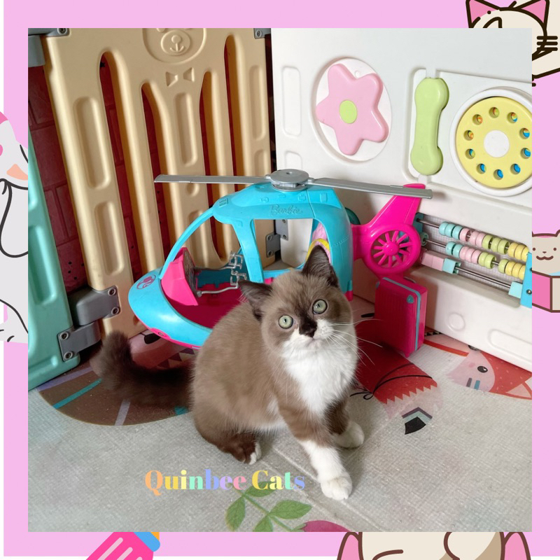 Kucing Himalaya x Ragdoll jantan Chocolate bicolor
