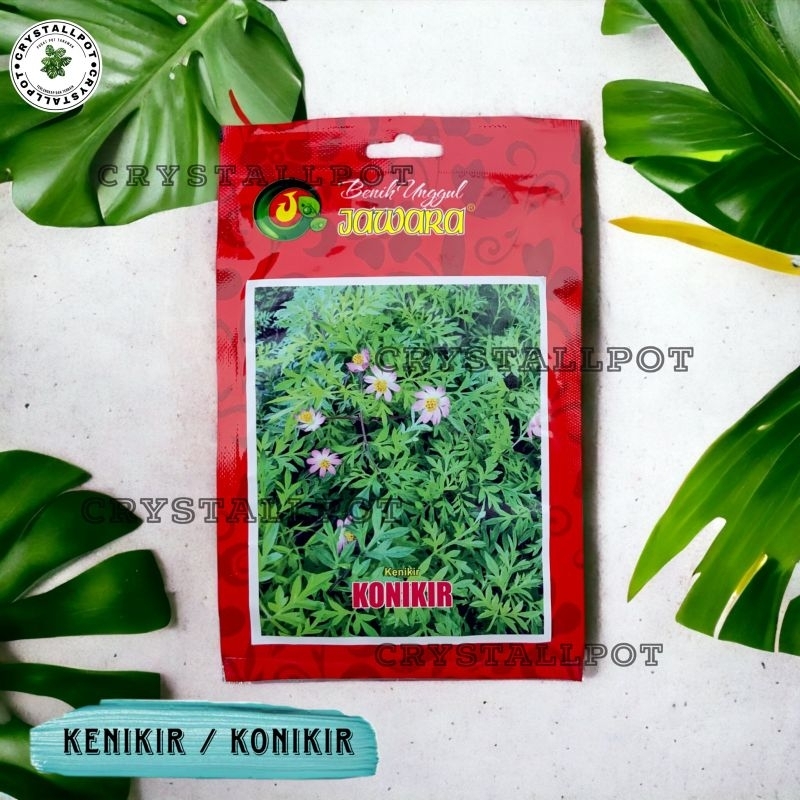 Benih Bibit Kenikir Konikir Benih Unggul Jawara - DAUN KENIKIR KONIKIR