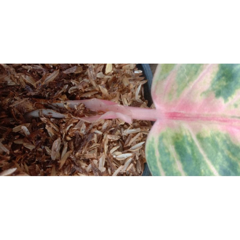 bonggolan aglonema rinjani