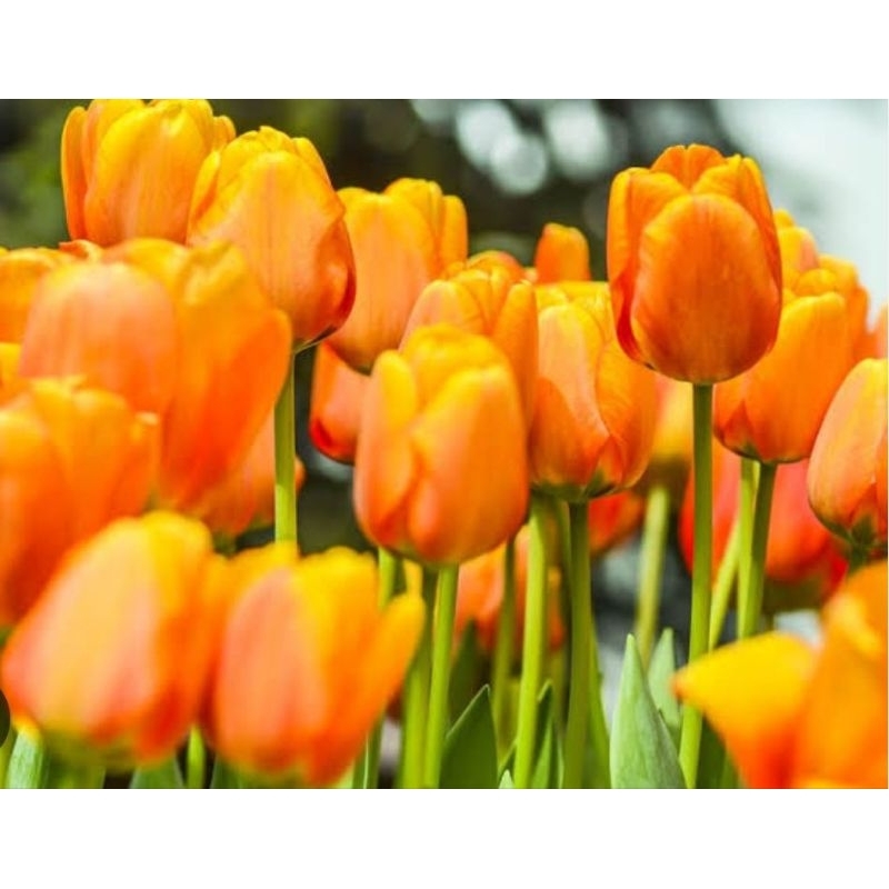 tanaman hias umbi tulip import bunga orange bukan benih