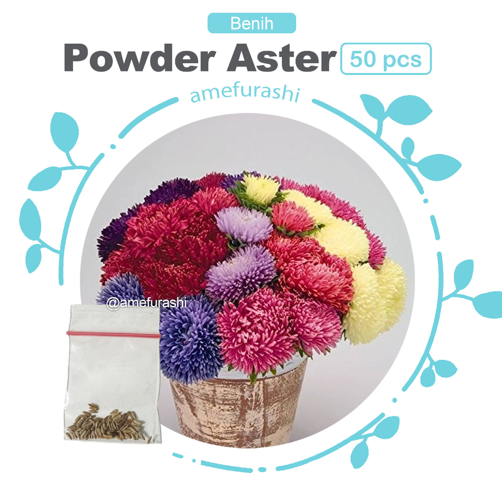 Amefurashi Bibit / 50 Benih / Seeds Bunga Powder Puff Aster Flower Mudah Tumbuh