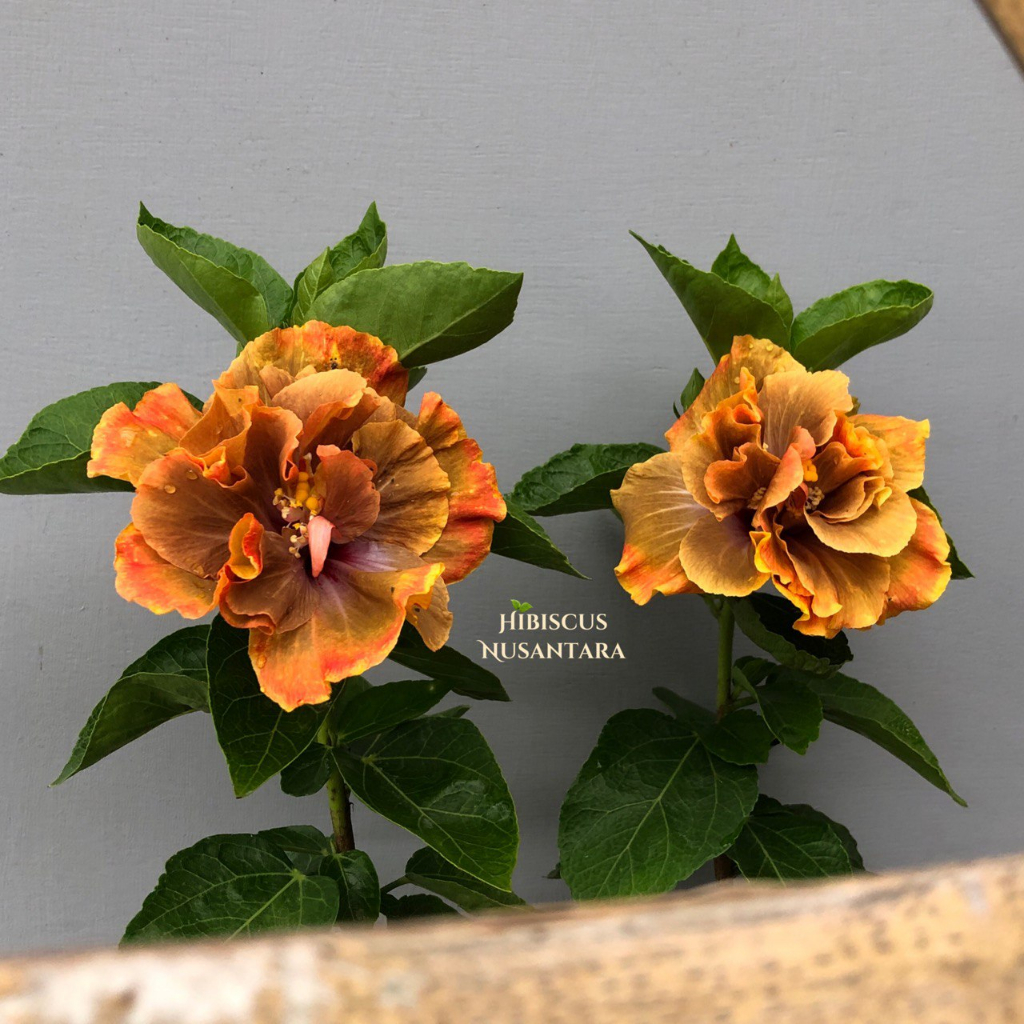 Tanaman Hibiscus WR Flying Frost In The City Tumpuk Hibiscus Nusantara CODE 018