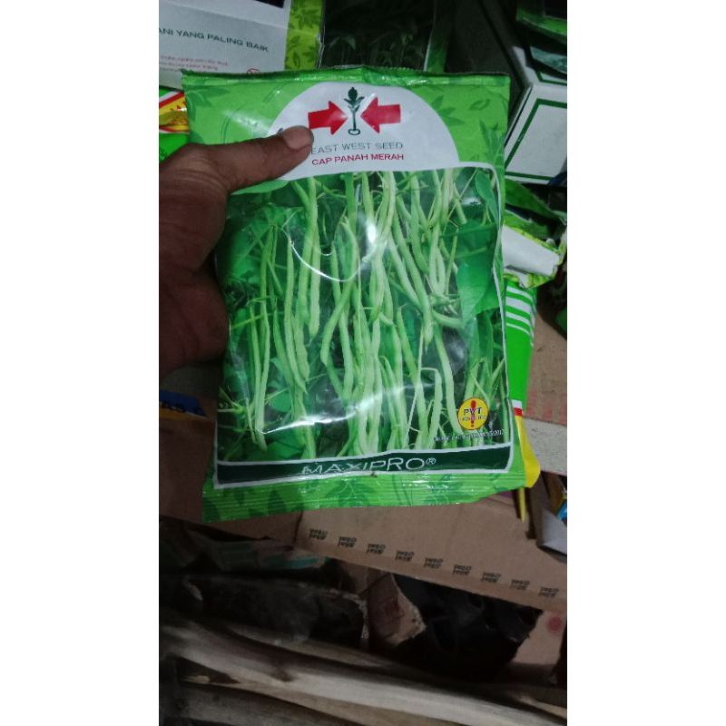 benih buncis panah merah maxpro