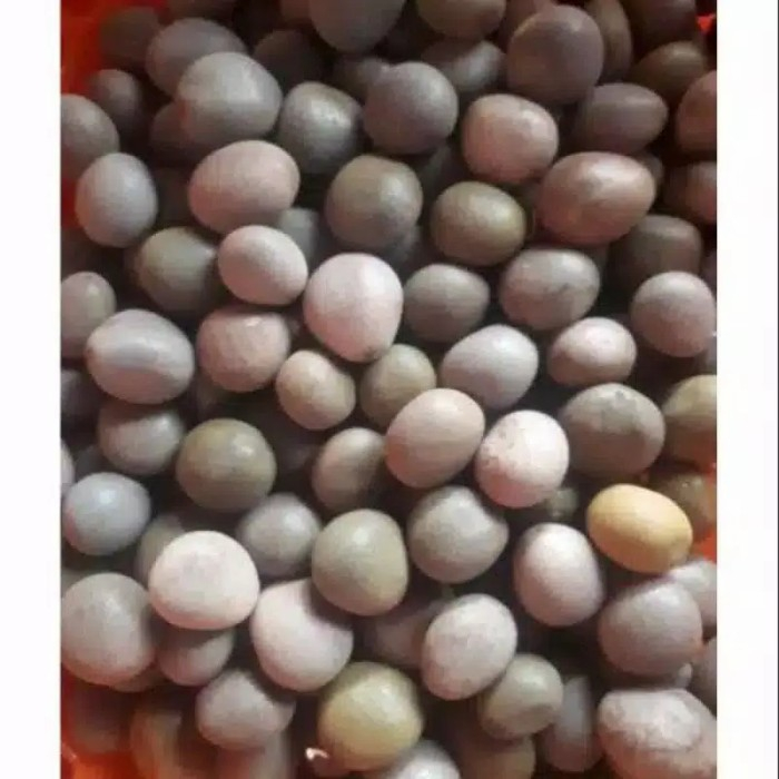 

HERBAL MURAH BUAH GOREK/ CAESALPINIA CRISTA/ KEBIUL KALALOYANG KERING-1 KG