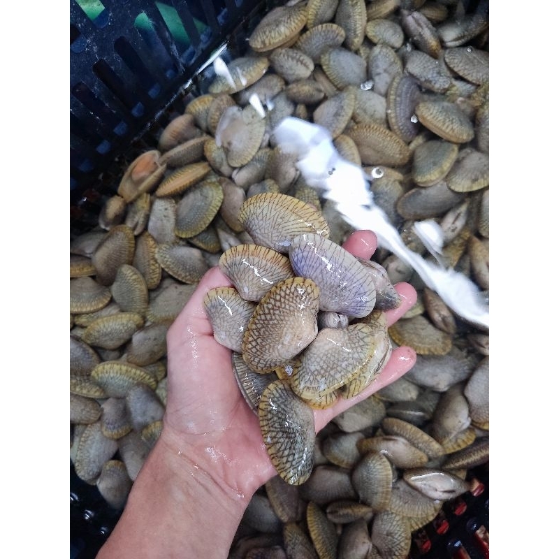 KERANG BATIK HIDUP 1KG