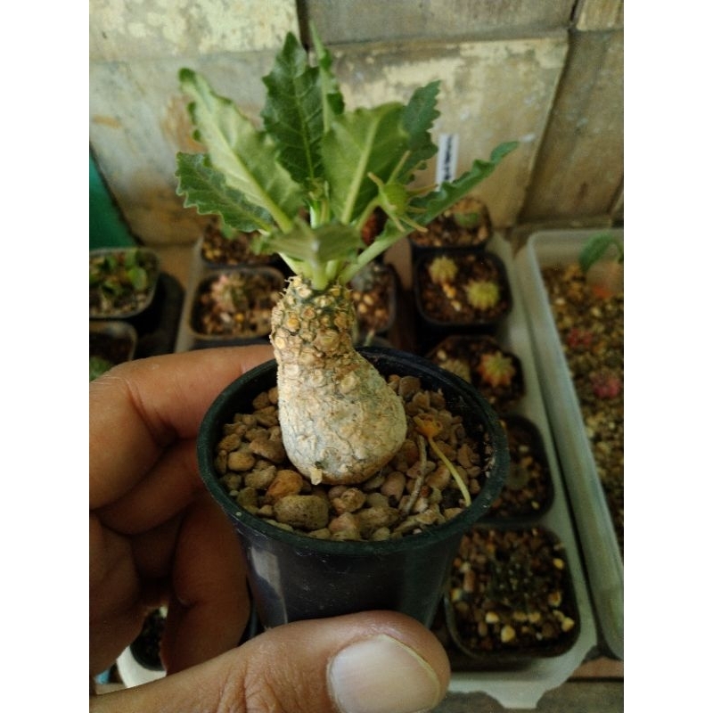 Dorstenia horwoodii hybrid