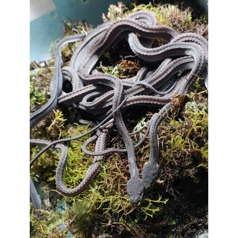 xenodermus javanicus/ dragon snake