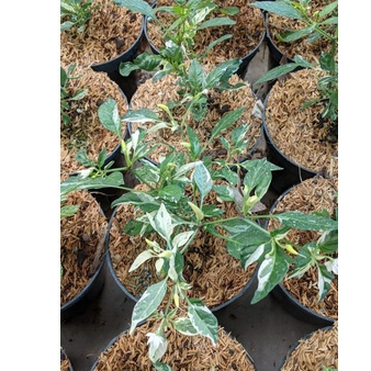 Cabe varigata  (Capsicum annum L.) (bukan varigata obatan) - tanaman bunga hias - bukan benih - Flor