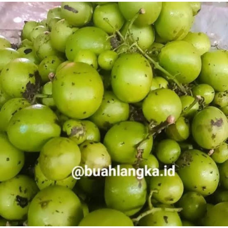 

Buah gandaria 250 gram buah langka buah musiman buah ibu ngidam
