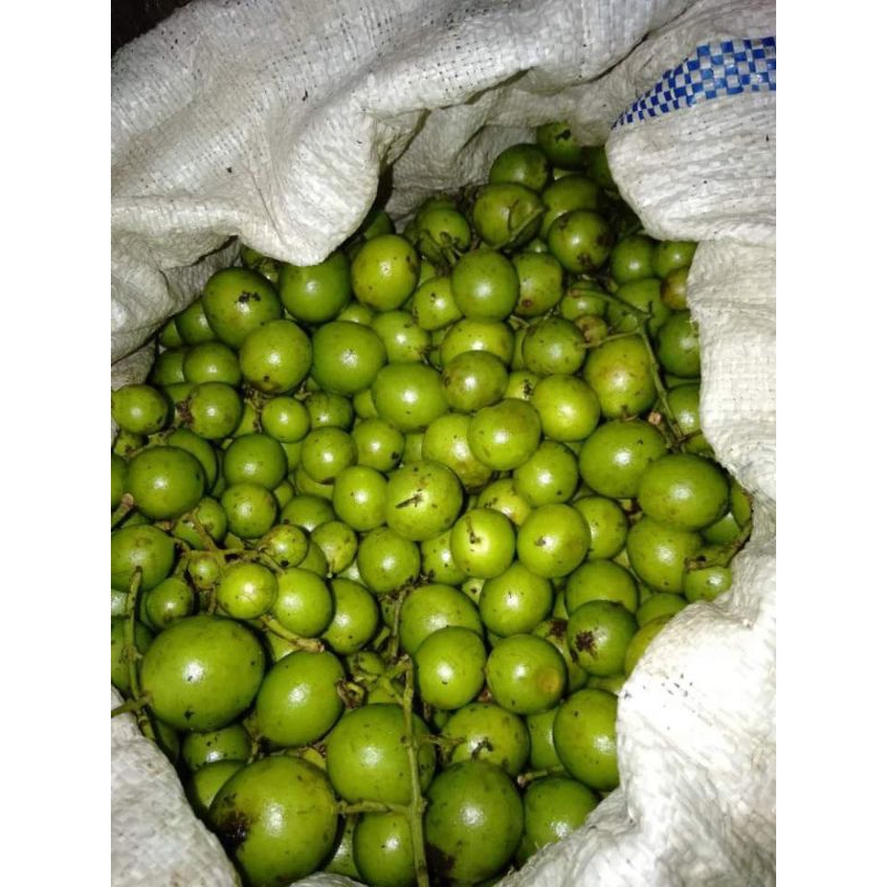 

Buah Gandaria atau jatake 100gr
