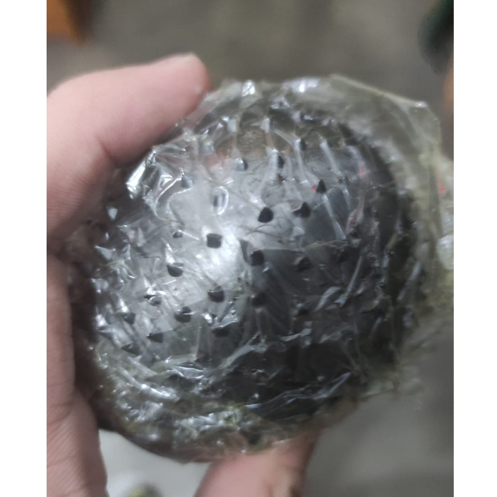 MATA PARUT KELAPA / MATA KUKUR KELAPA ASLI BERKUALITAS