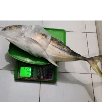 

Ikan Putihan Ukuran Bakaran