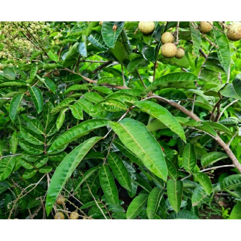 

DAUN KELENGKENG SEGAR 100 LEMBAR