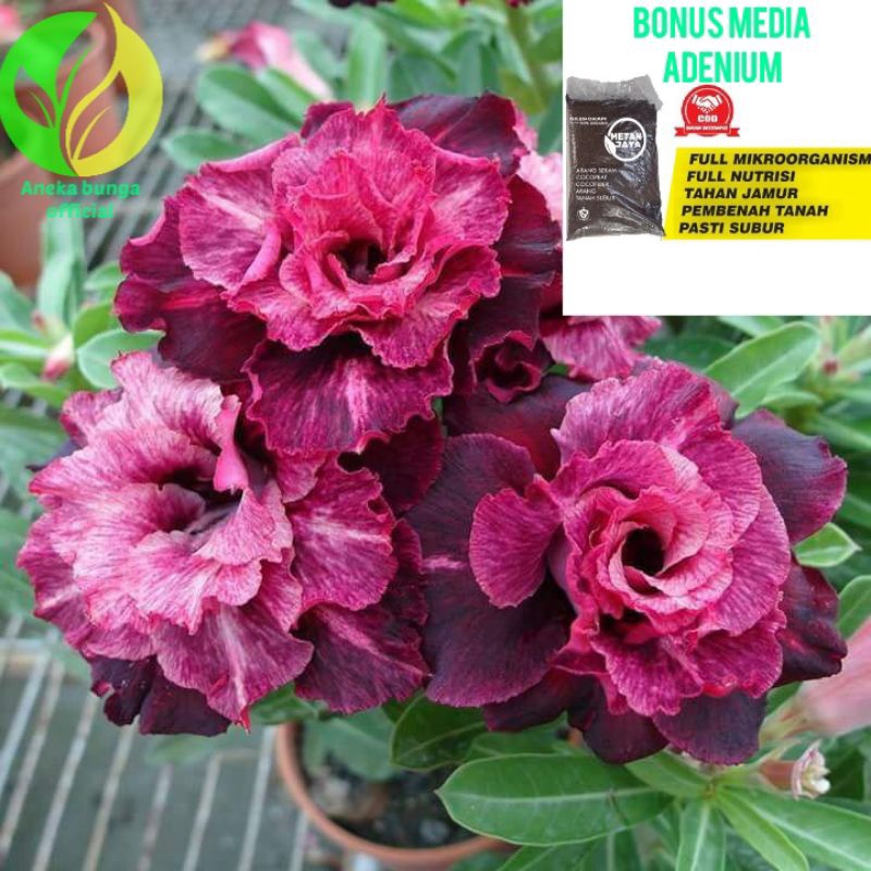 ( Adenium tumpuk + media tanam ) Bunga adenium tumpuk merah maroon / Kamboja jepang tumpuk / Kamboja
