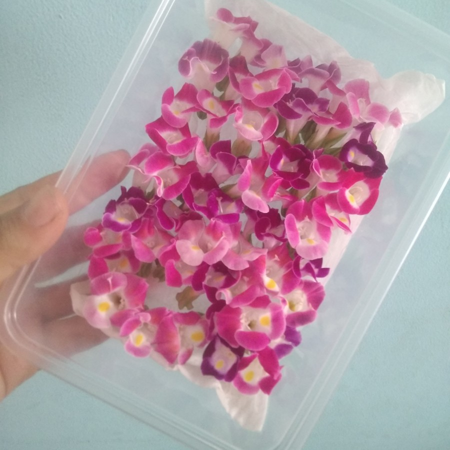 

TERONIA EDIBLE FLOWER ISI 30PCS