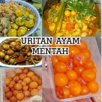 

Frozen Uritan Ayam Mentah Frozen MURAH