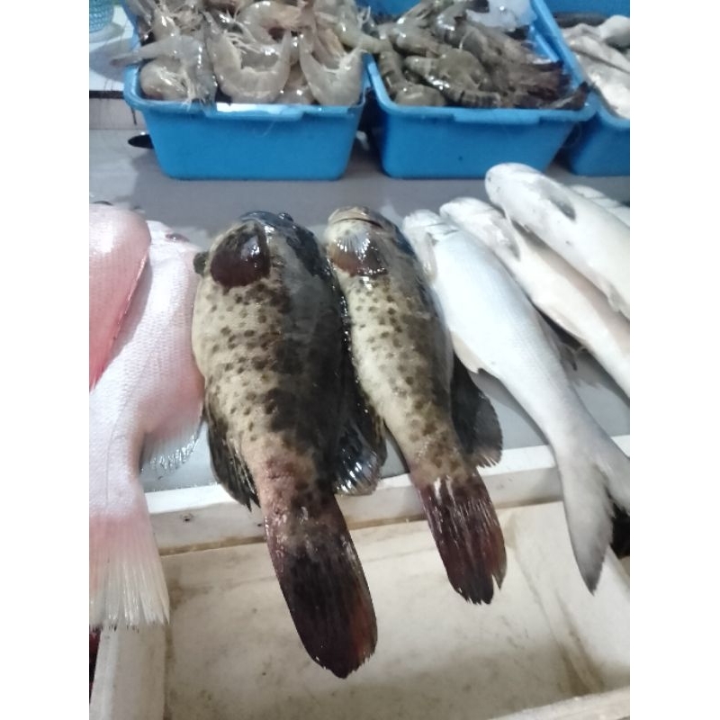 

ikan kerapu