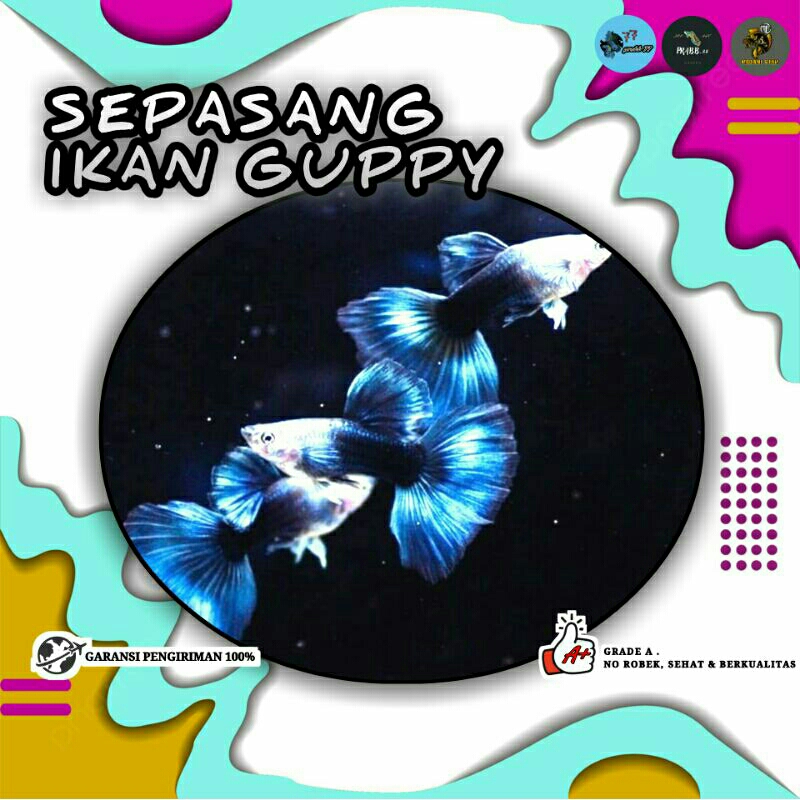 sepasang guppy hb blue hiasan akuarium