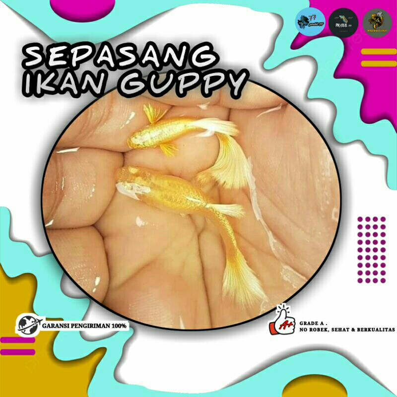 guppy full gold ikan sepasang hisan akuarium