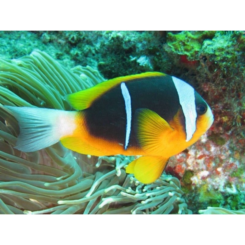 ikan hias laut giro pasir