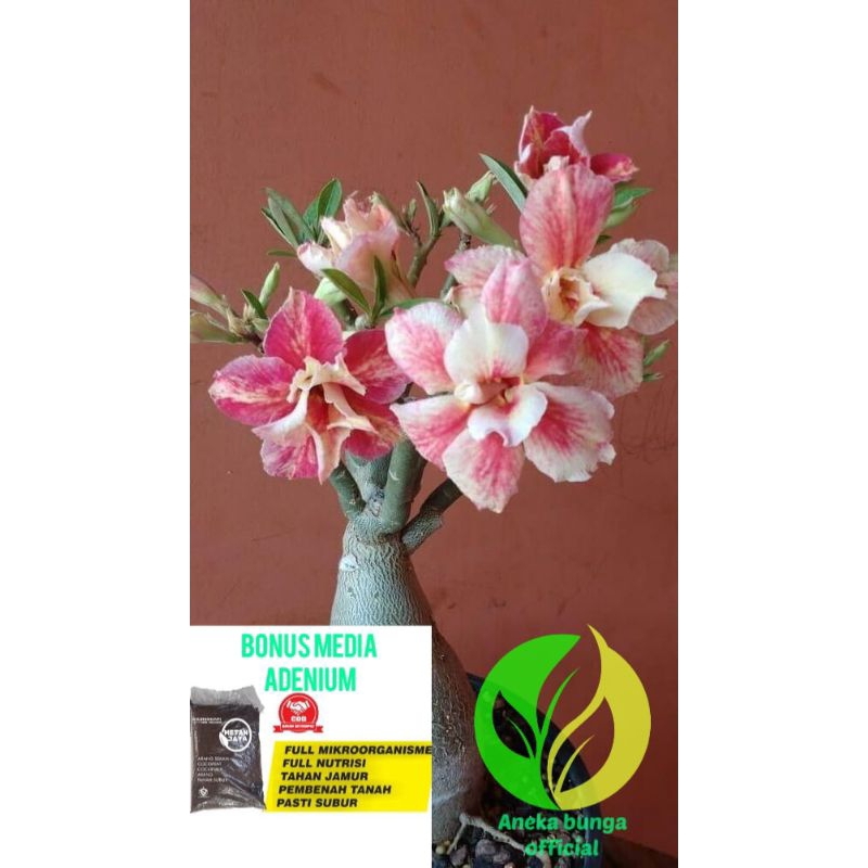 ( Adenium tumpuk + media tanam ) Bunga adenium tumpuk pink putih / Kamboja jepang tumpuk / Kamboja m