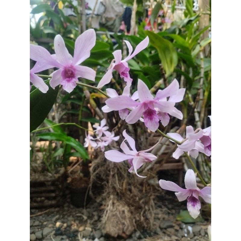 Anggrek Dendrobium Albertine