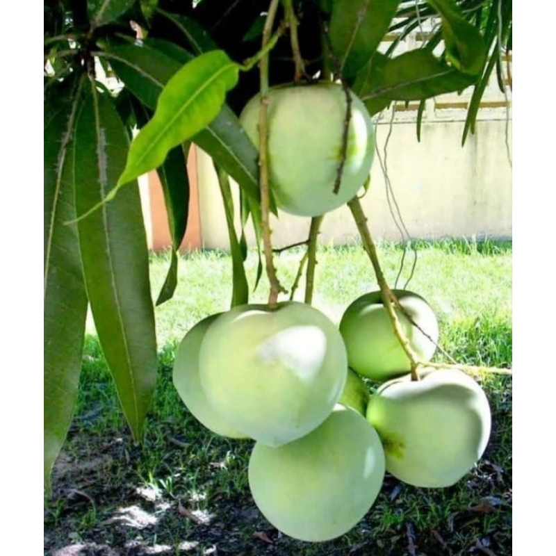 

Mangga Apel mentah 1kg, gedong, Arum manis, 1kg