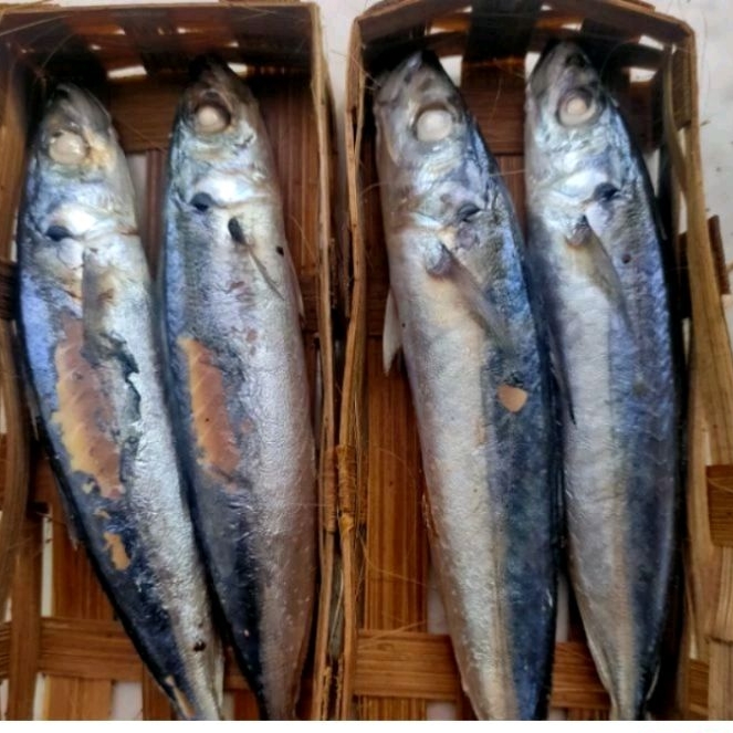 

ikan cue kranjang isi 2