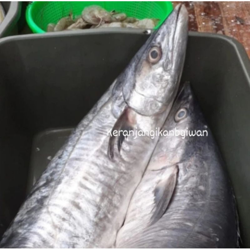 

Ikan tenggiri segar 1kg (bukan frozen) free minyak goreng 1liter