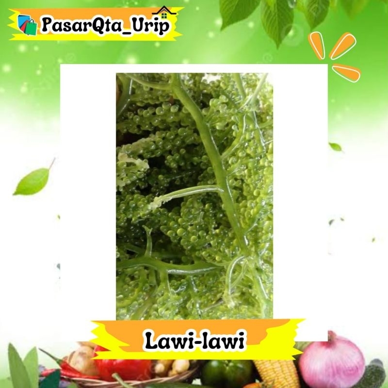 

Perpaket lawi lawi / Donge Donge / Rumput laut / Pasar online makassar
