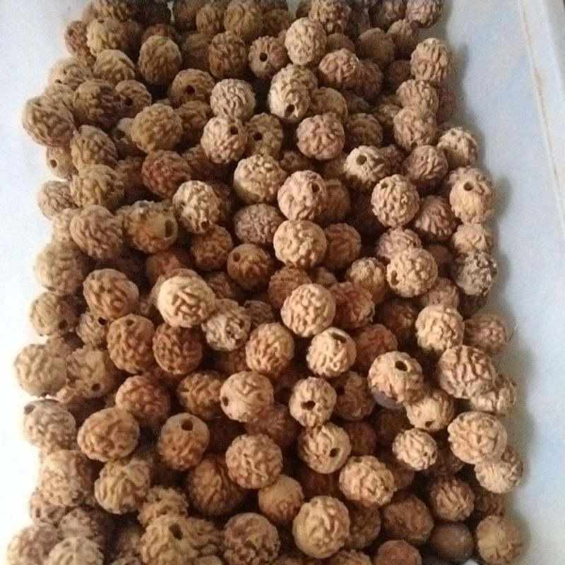 

Biji bidara original sudah bor 100% original