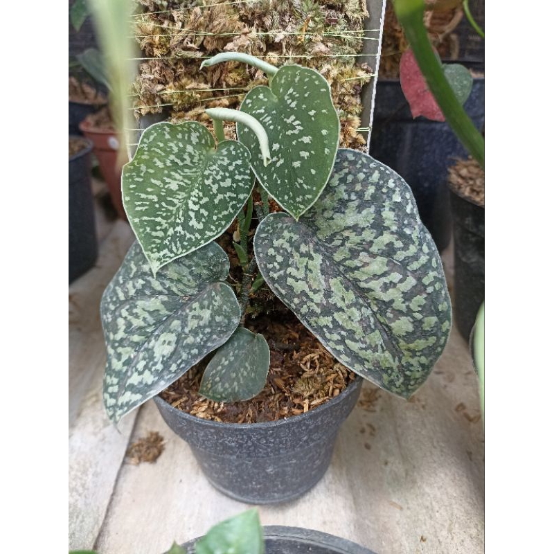 Scindapsus Snake  Scale