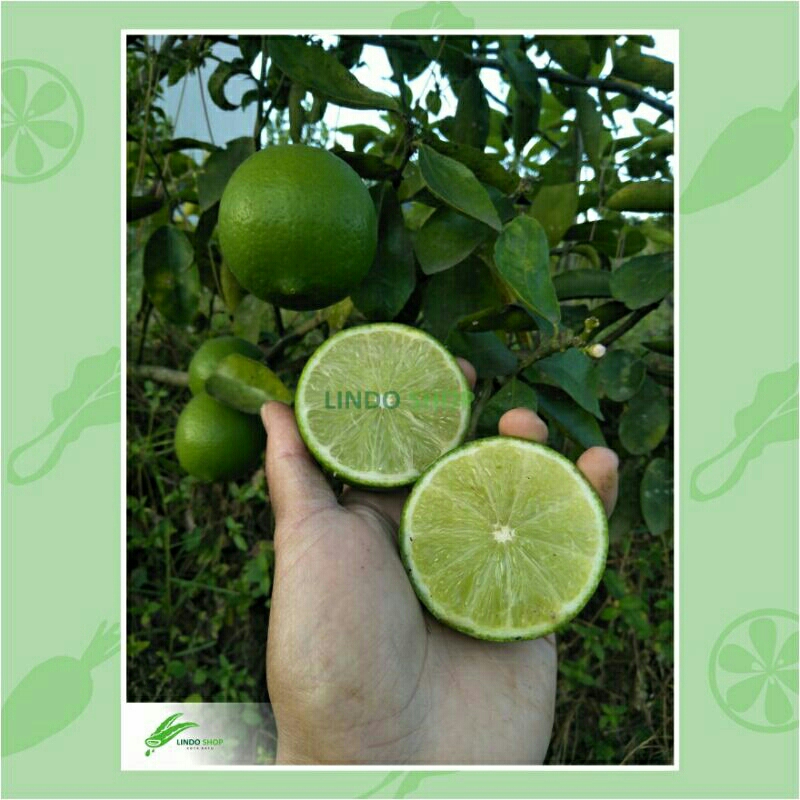 

Buah Jeruk Lemon Seedless / Sigles California hijau tanpa biji Segar per kg