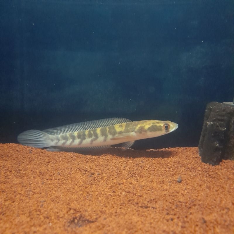 Channa Yellow Sentarum siap lanjut progres size 17-18cm bar rapih + tebal + simet (Bahan Bagus)