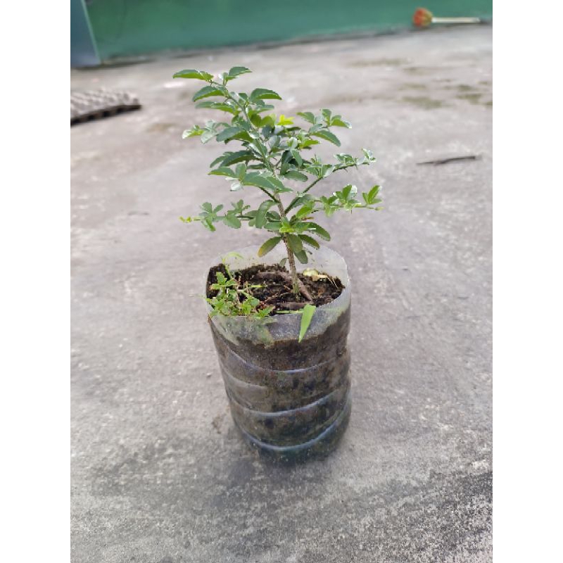 bibit kingkit hias bonsai jeruk merah