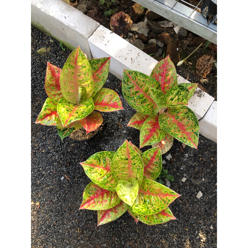 Aglaonema Mahasety Jumbo Lokal