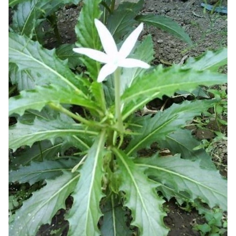 

Daun Bunga Kintolop 5 pohon