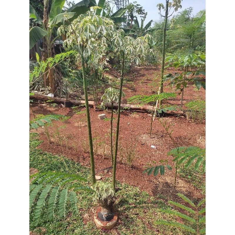 tanaman hias kapuk varigata