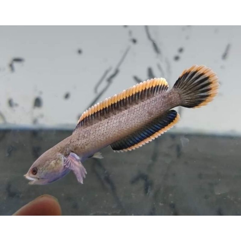 limbata cb lawu rim tebal 5-7cm